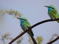 Merops cyanophrys cyanophrys