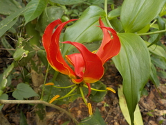 Gloriosa