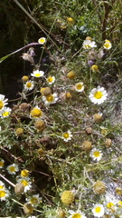 Glebionis coronaria discolor