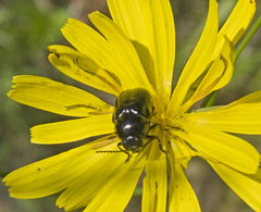Cryptocephalus violaceus