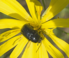 Cryptocephalus violaceus