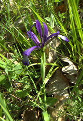 Iris sintenisii