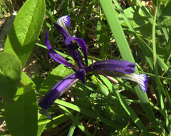 Iris sintenisii