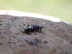 Pseudotephritis corticalis