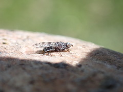 Pseudotephritis corticalis