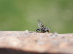 Pseudotephritis corticalis