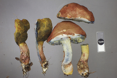 Xerocomellus cisalpinus