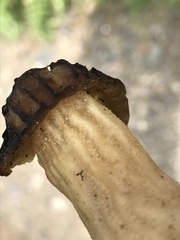 Morchella semilibera