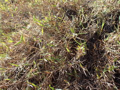 Urochloa serrata