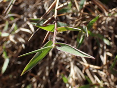 Urochloa serrata