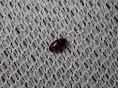 Litargus tetraspilotus
