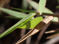 Urochloa serrata