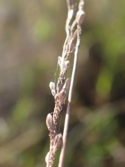 Urochloa serrata