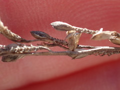 Urochloa serrata
