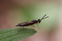 Trigonoderinae