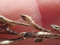 Urochloa serrata