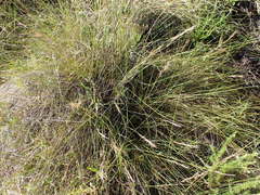 Aristida junciformis