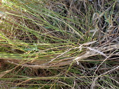 Aristida junciformis
