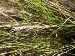 Aristida junciformis