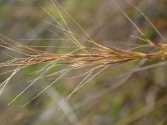Aristida junciformis