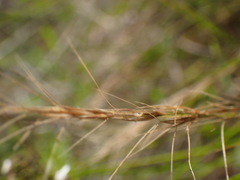 Aristida junciformis