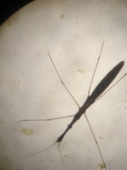 Hydrometra stagnorum