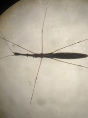 Hydrometra stagnorum