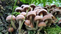 Psathyrella piluliformis image