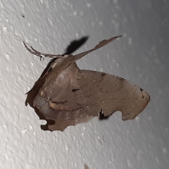 Phyllodonta indeterminata