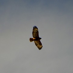 Buteo jamaicensis