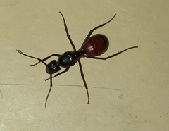 Dinomyrmex gigas