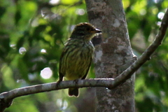 Philepitta schlegeli
