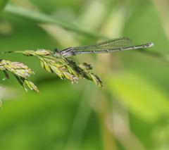 Enallagma durum