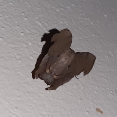 Phyllodonta indeterminata