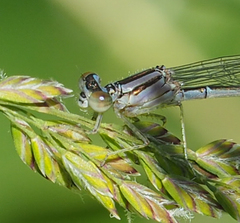 Enallagma durum