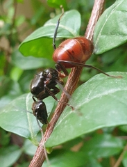 Dinomyrmex gigas