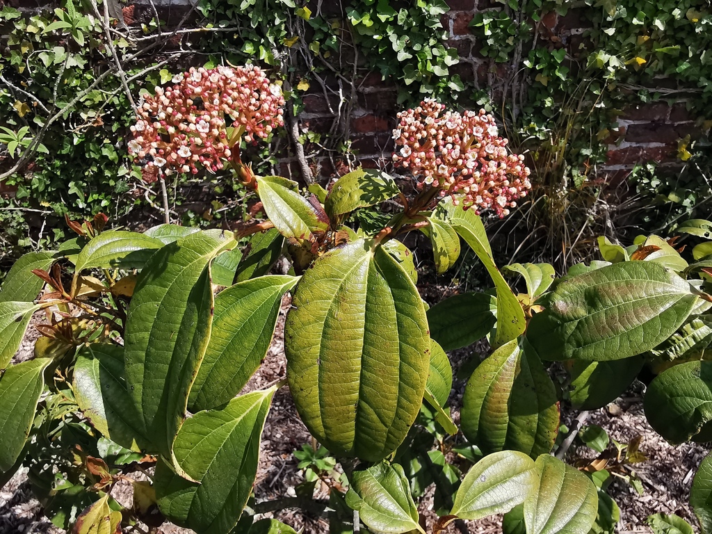 Viburnum cinnamomifolium (Viburnum cinnamomifolium)