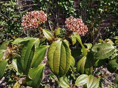 Viburnum cinnamomifolium