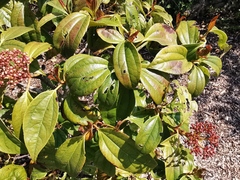 Viburnum cinnamomifolium