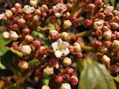 Viburnum cinnamomifolium