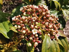 Viburnum cinnamomifolium