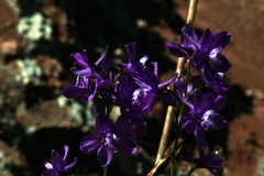 Delphinium pentagynum