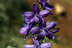 Delphinium pentagynum