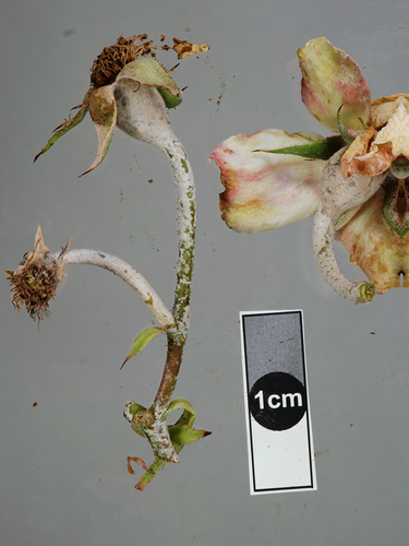 Rose Powdery Mildew