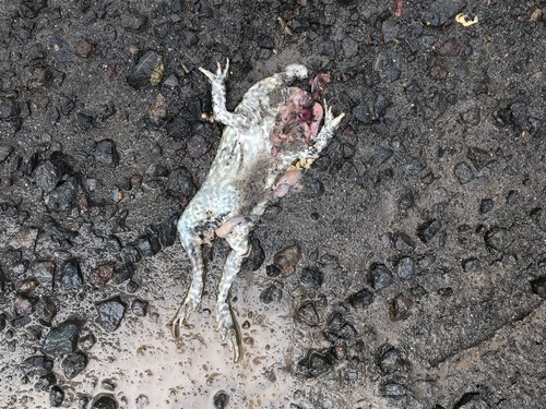 Cane Toad photographed in Hawaii