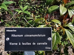 Viburnum cinnamomifolium