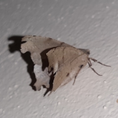 Phyllodonta indeterminata