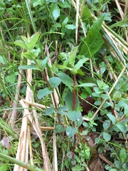 Hypericum tetrapterum