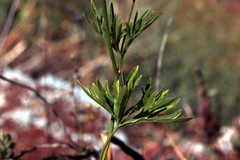 Delphinium pentagynum