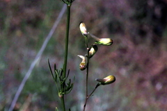 Delphinium pentagynum